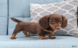 Miniature Dachshund dogs for sale: Coco - Image 7