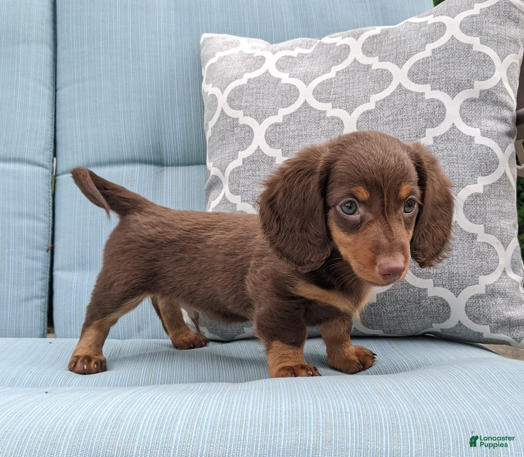 Miniature Dachshund dogs for sale: Coco - Image 7