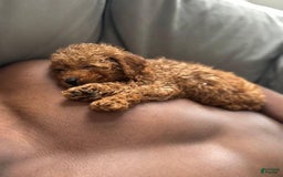 Toy Poodle dogs for sale: Bambi - Image 4