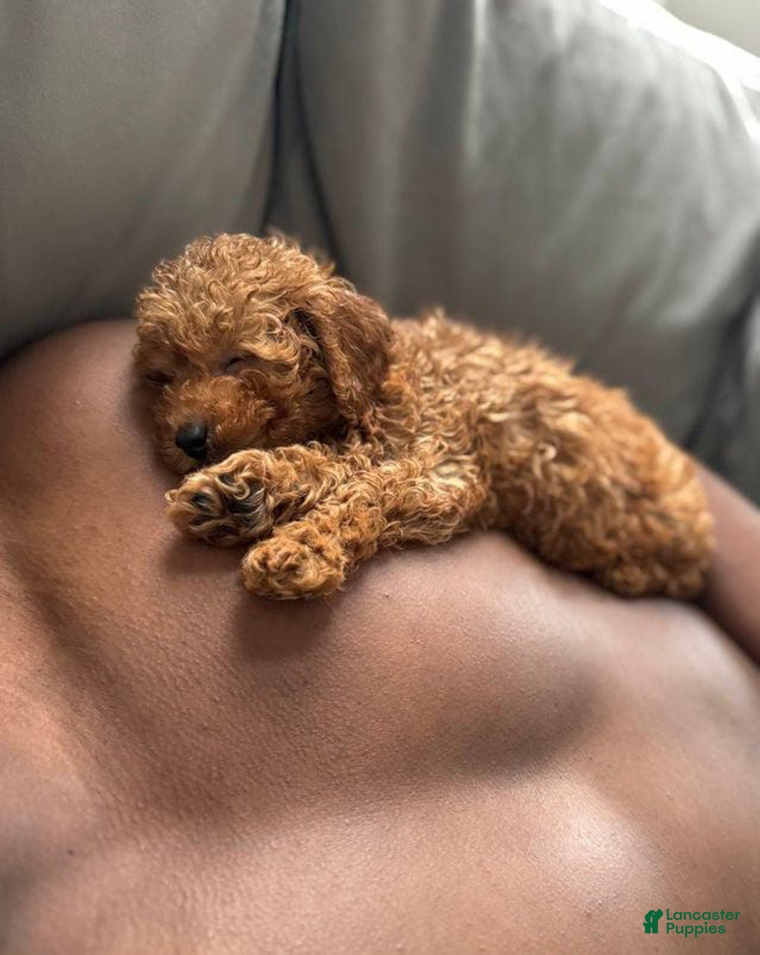 Toy Poodle dogs for sale: Bambi - Image 4