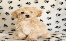 Cavapoo dogs for sale: Ace - Image 23