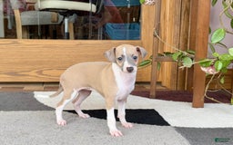 Italian Greyhound dogs for sale: Trina - Image 5