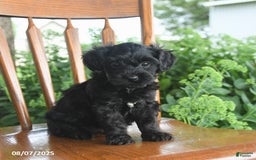 Teddy Bear dogs for sale: Zane - Image 3