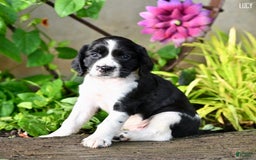 English Springer Spaniel dogs for sale: Lucy - Image 1