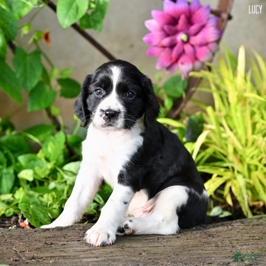 English Springer Spaniel dogs for sale: Lucy - Image 1