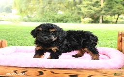 Miniature Poodle dogs for sale: Ellie - Image 3