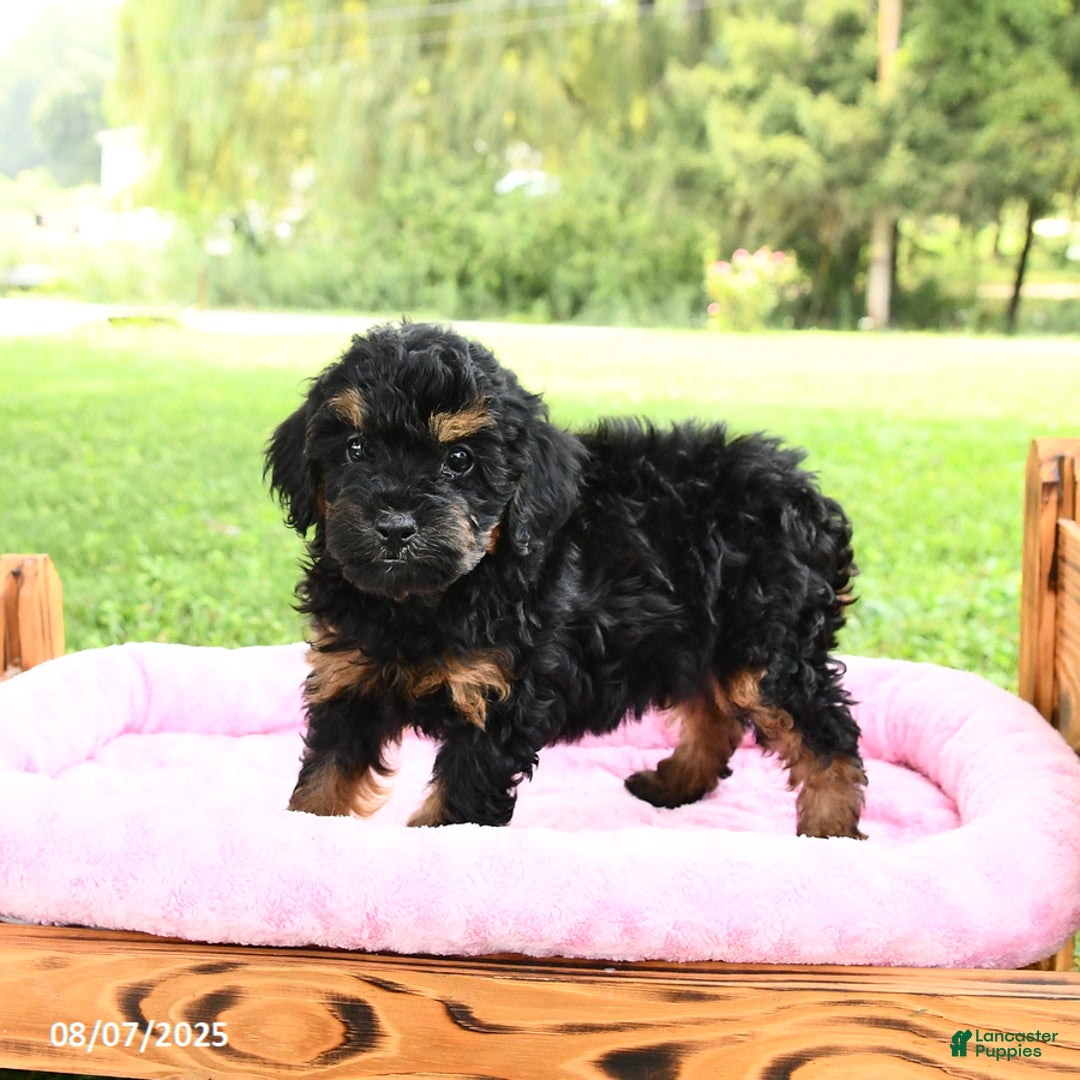 Miniature Poodle dogs for sale: Ellie - Image 3