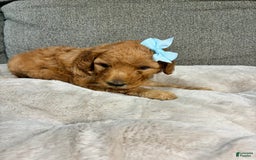Mini Goldendoodle dogs for sale: Isla - Image 3