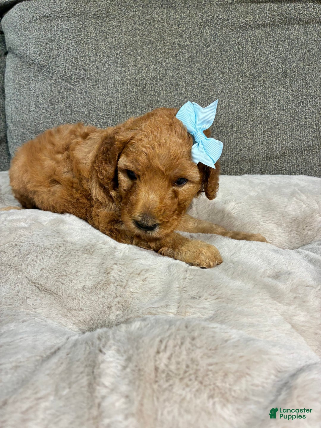 Mini Goldendoodle dogs for sale: Isla - Image 3
