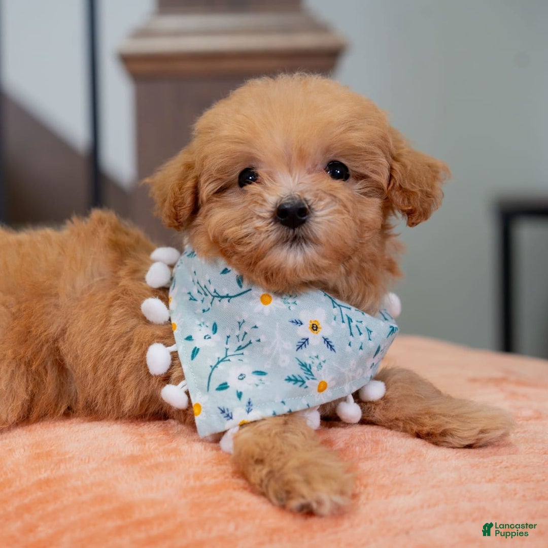 Maltipoo dogs for sale: Maltipoo 1 puppies - Image 4