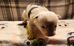Border Collie dogs for sale: Dreami - Image 37