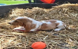 Basset Hound dogs for sale: Molly - Image 1