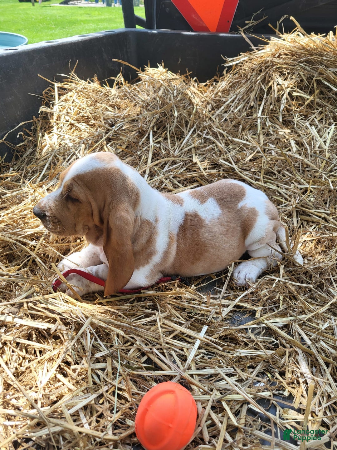 Basset Hound dogs for sale: Molly - Image 1