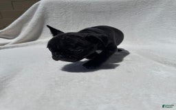 French Bulldog dogs for sale: Bb - Image 7