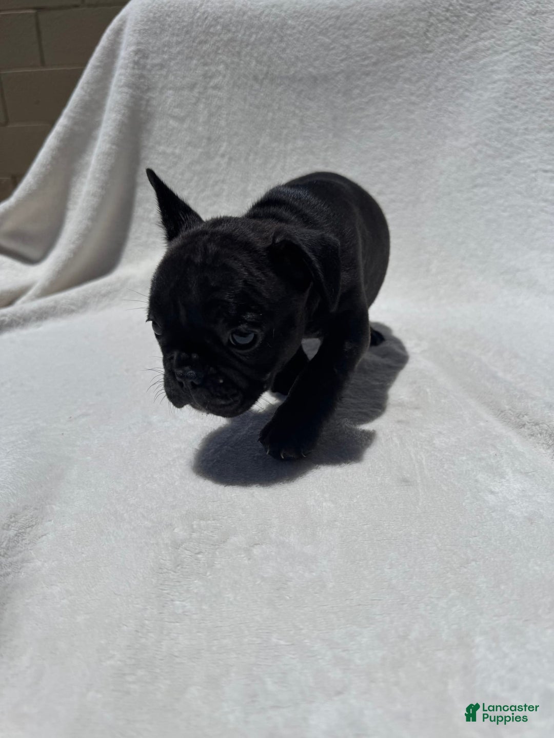 French Bulldog dogs for sale: Bb - Image 7