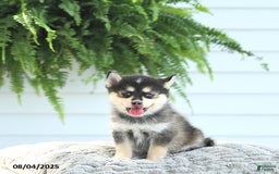 Pomsky dogs for sale: Bruno - Image 3