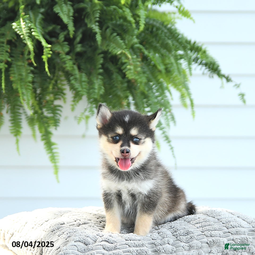 Pomsky dogs for sale: Bruno - Image 3