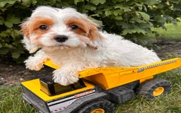 Cavapoo dogs for sale: Finn - Image 6