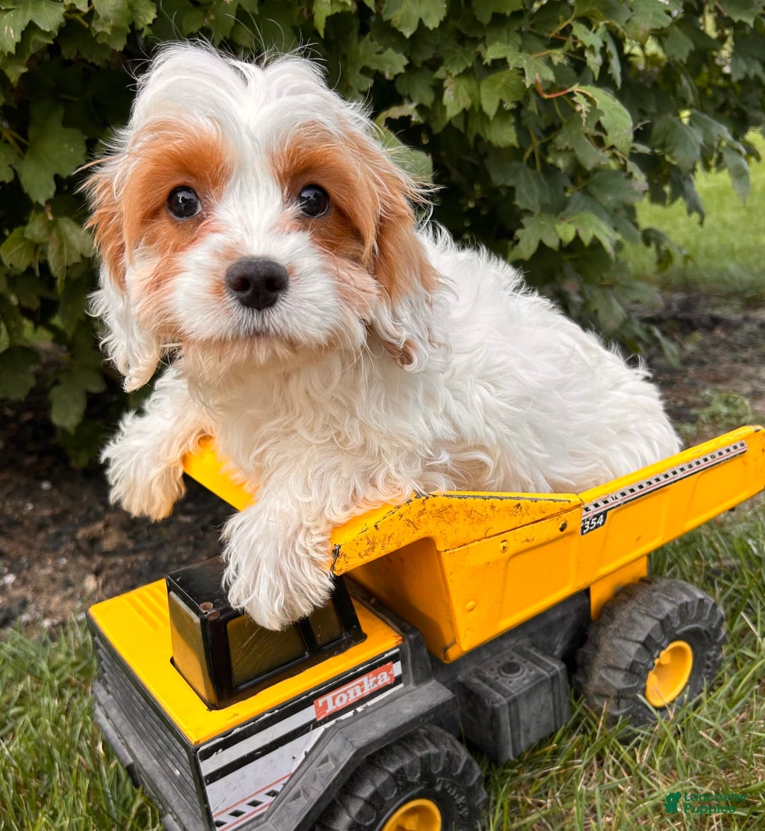 Cavapoo dogs for sale: Finn - Image 6