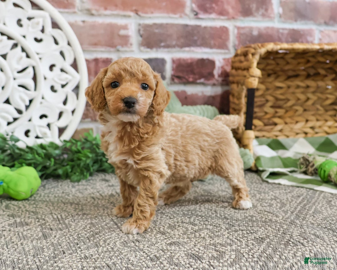 Miniature Poodle dogs for sale: Rover - Image 7
