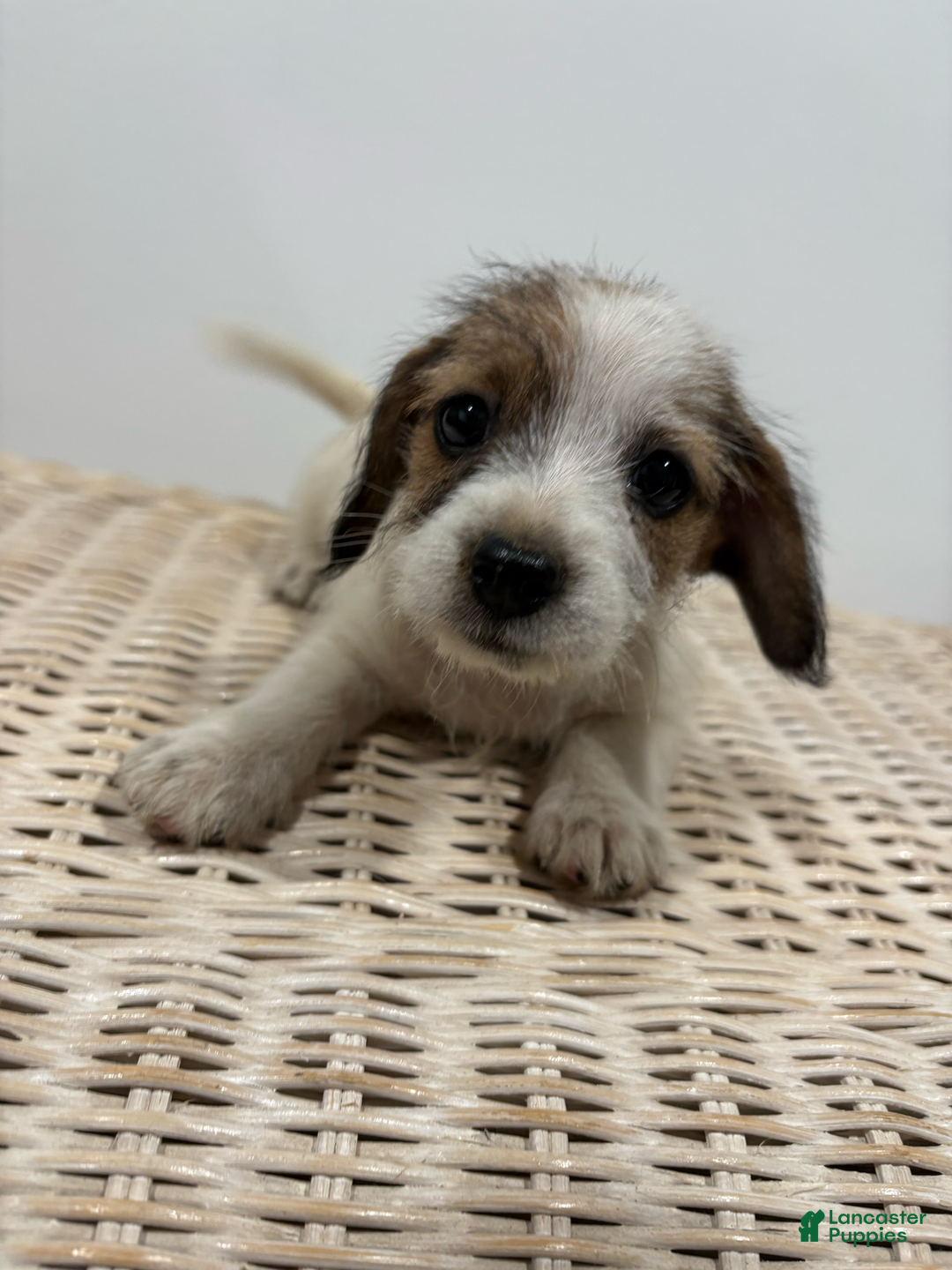 Jack Russell Terrier dogs for sale: Lexi - Image 8
