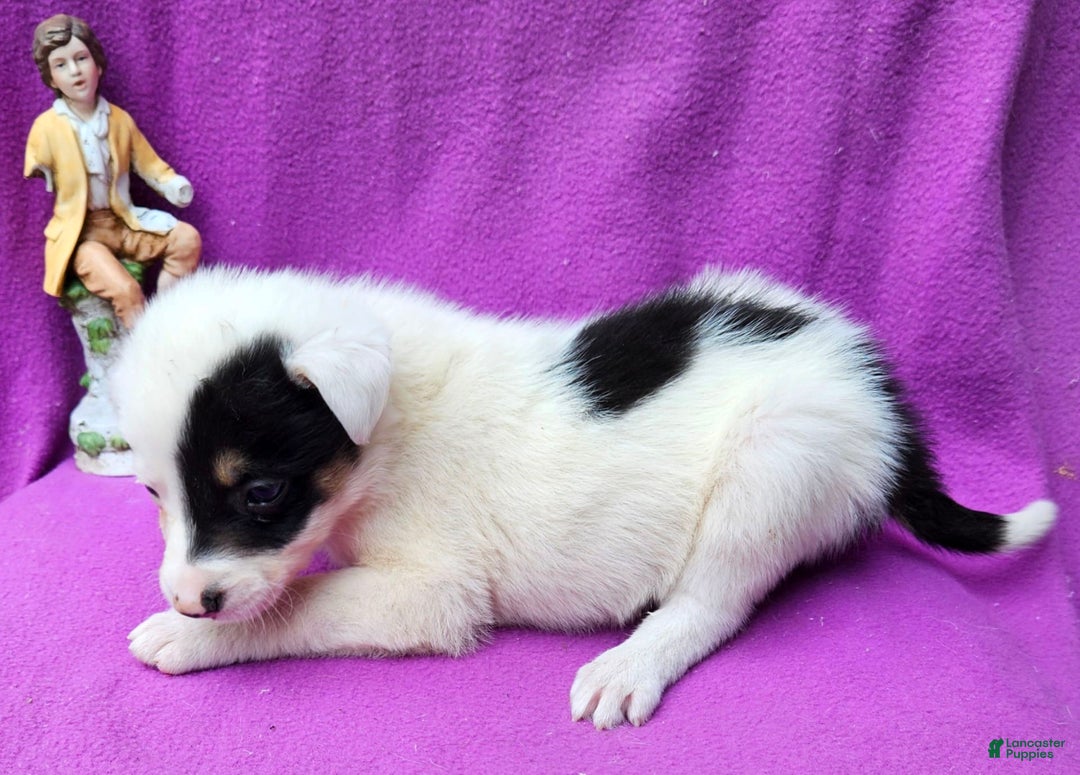 Border Collie dogs for sale: Gumbi - Image 21