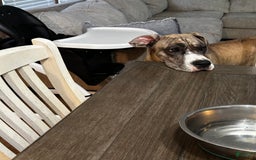 Great Dane dogs for sale: Daisy - Image 2