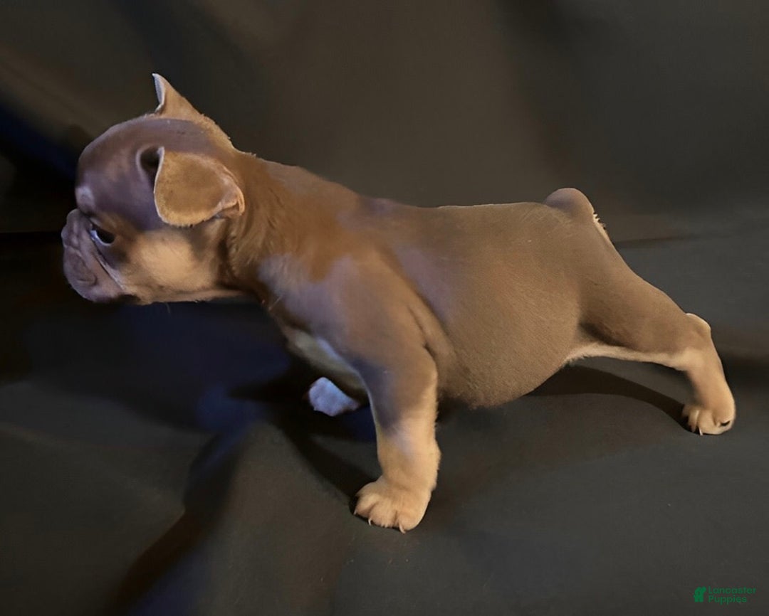 French Bulldog dogs for sale: Nova - Image 5