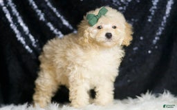 Miniature Poodle dogs for sale: Cecil - Image 3