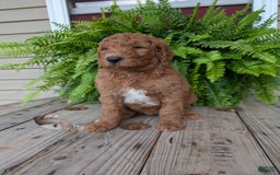Goldendoodle dogs for sale: Teddy - Image 3
