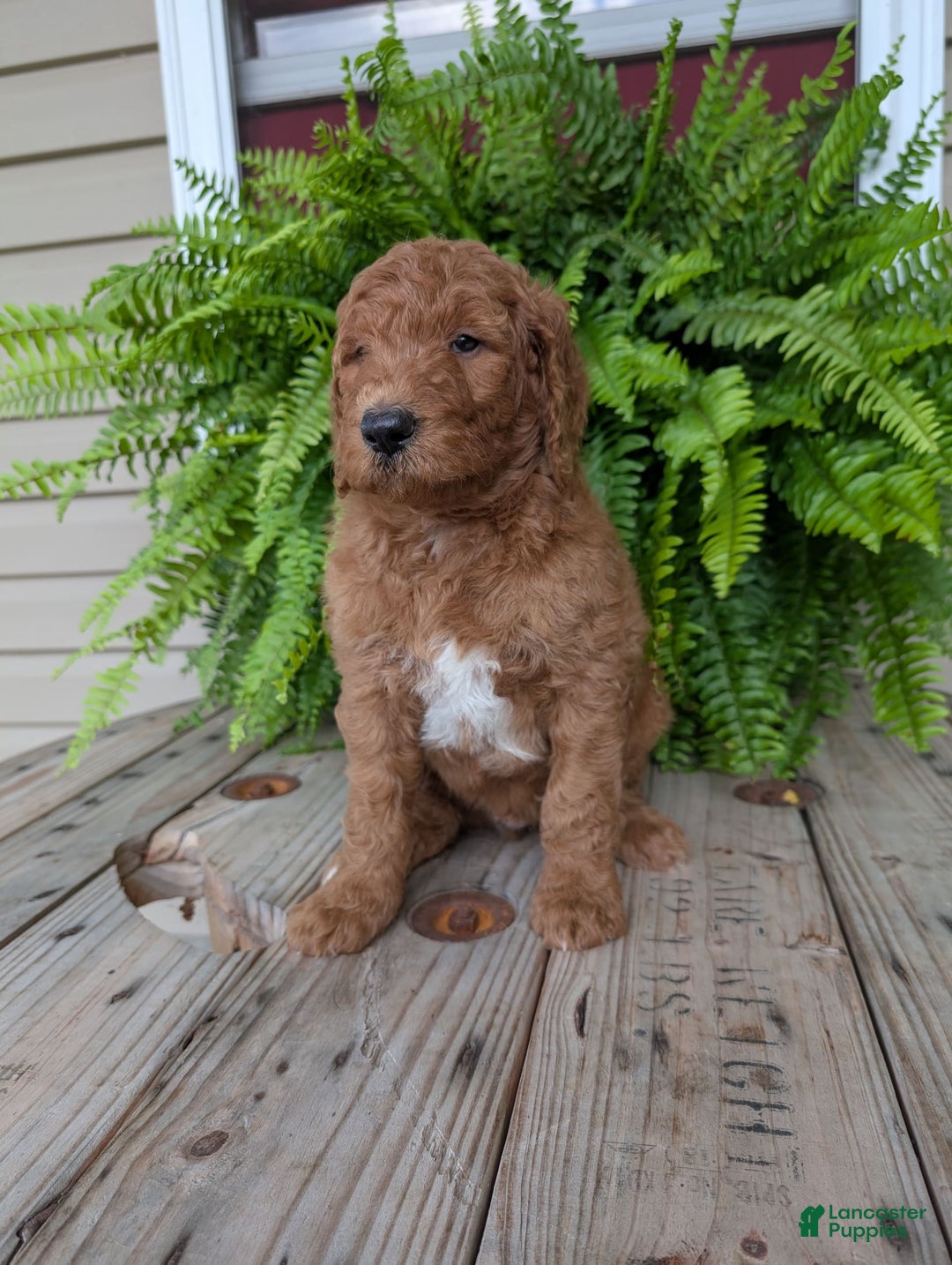 Goldendoodle dogs for sale: Teddy - Image 3