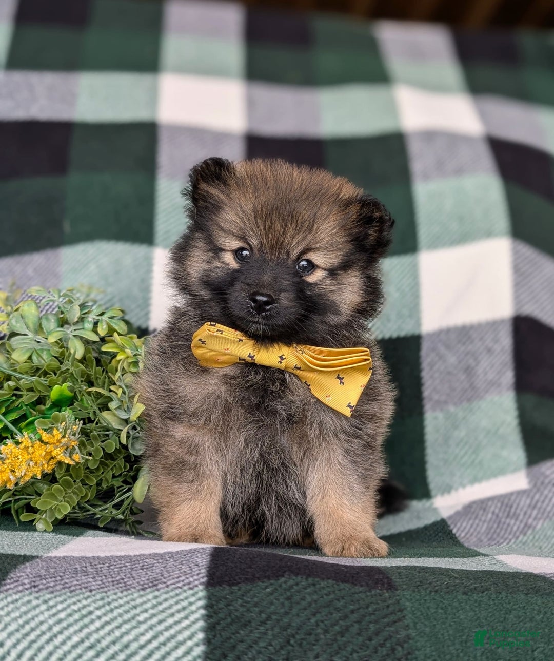 Pomeranian dogs for sale: Kegan - Image 7