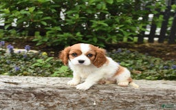 Cavalier King Charles Spaniel dogs for sale: Freddie - Image 7