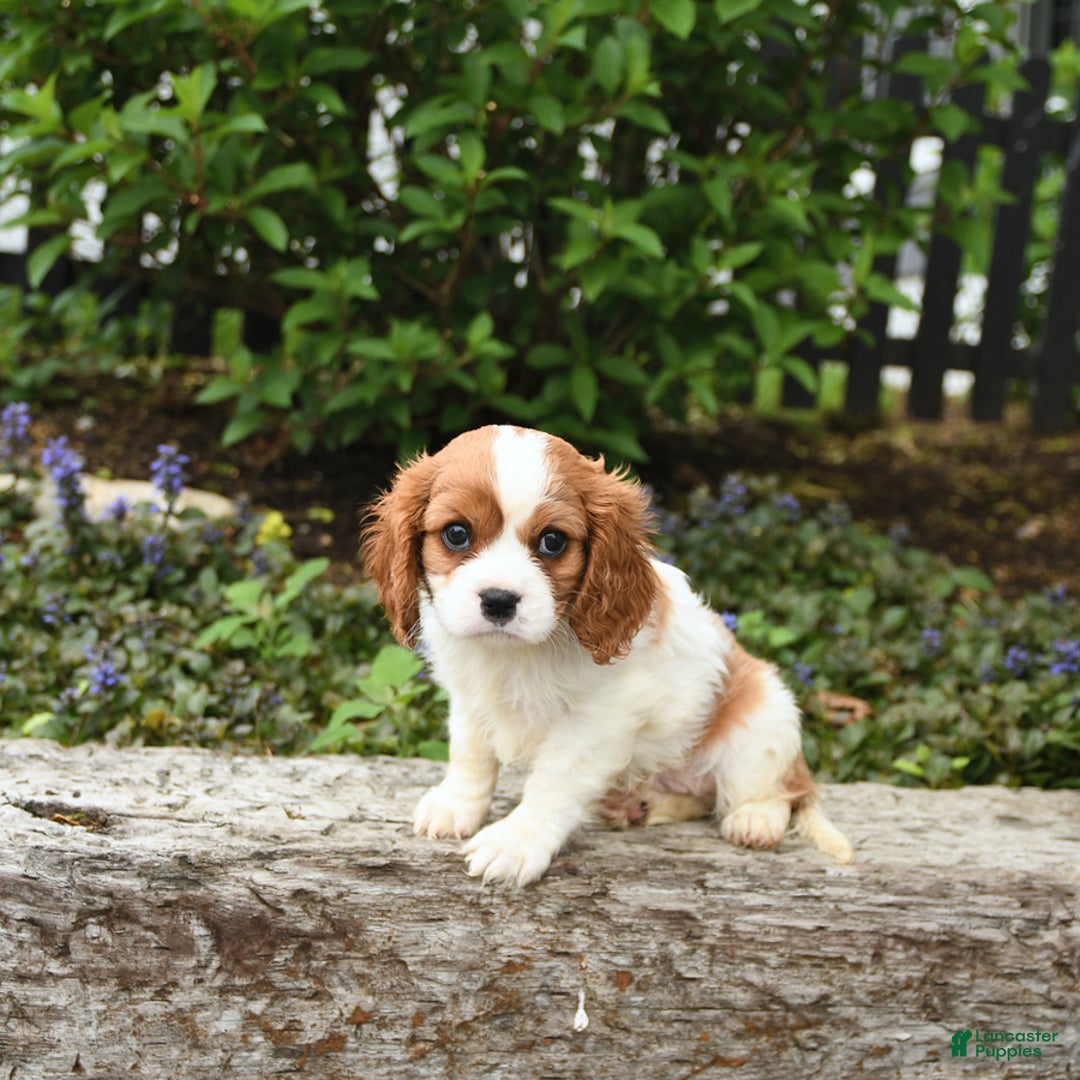 Cavalier King Charles Spaniel dogs for sale: Freddie - Image 7