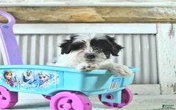 Maltipoo dogs for sale: Izzy - Image 2