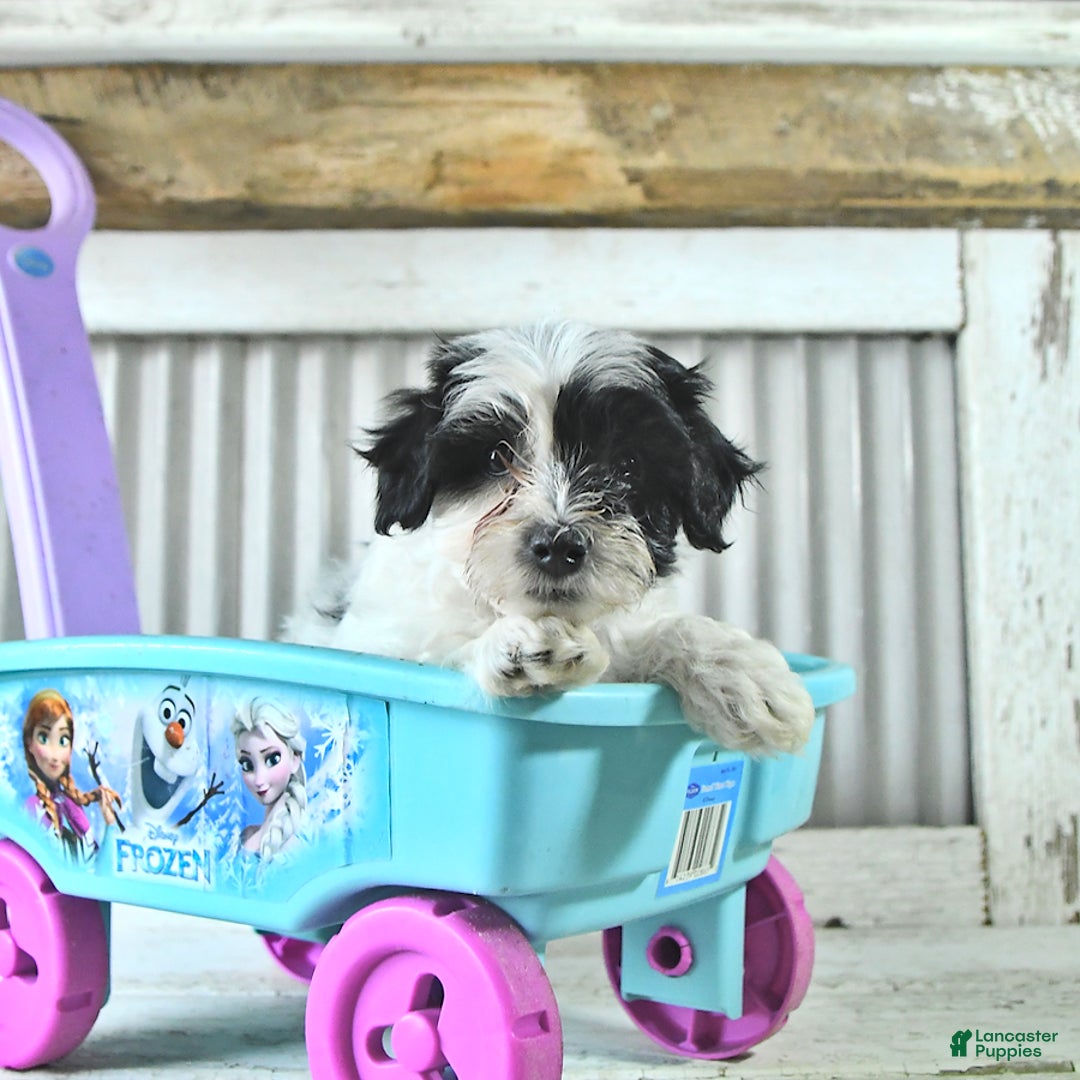 Maltipoo dogs for sale: Izzy - Image 2