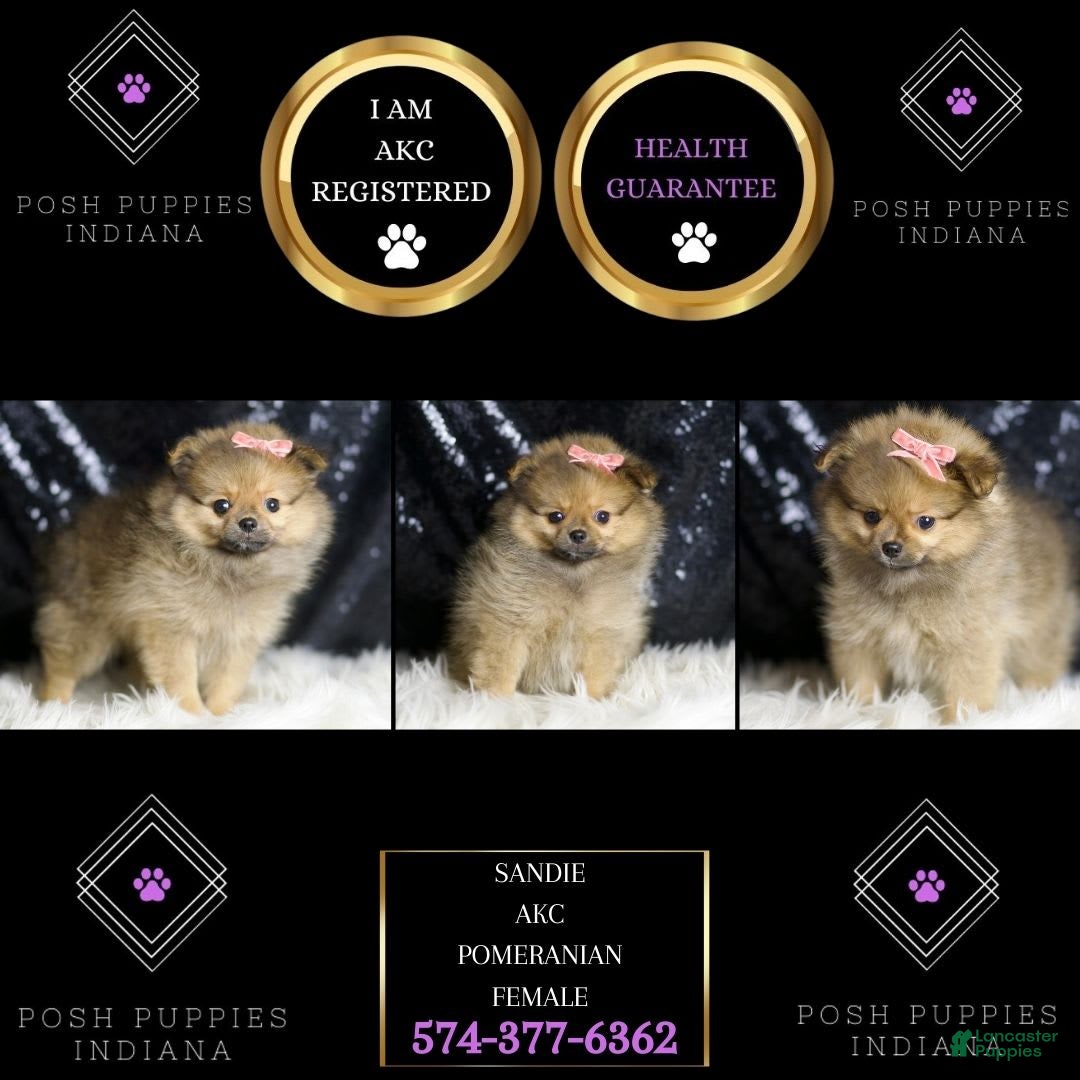 Pomeranian dogs for sale: Sandie - Image 2