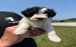 Teddy Bear dogs for sale: Elliott - Image 26