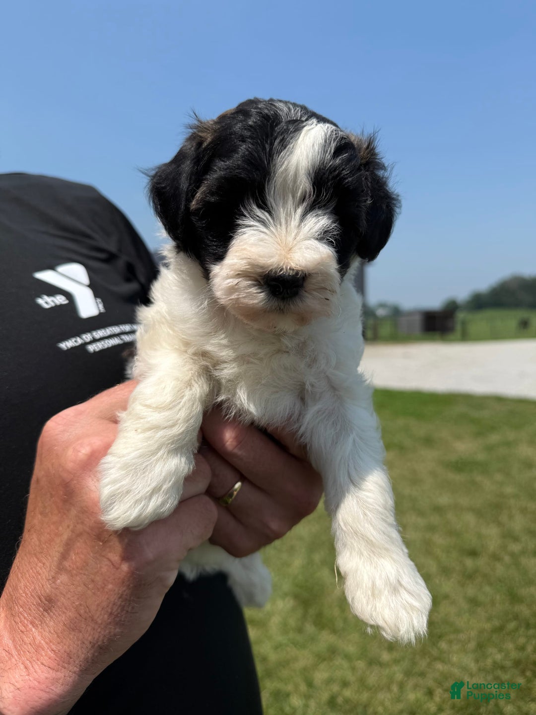 Teddy Bear dogs for sale: Elliott - Image 26