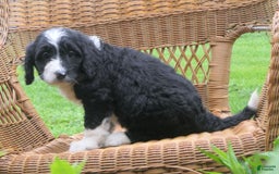 Mini Bernedoodle dogs for sale: Sally - Image 1