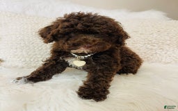 Mini Bernedoodle dogs for sale: Coco Bean - Image 8