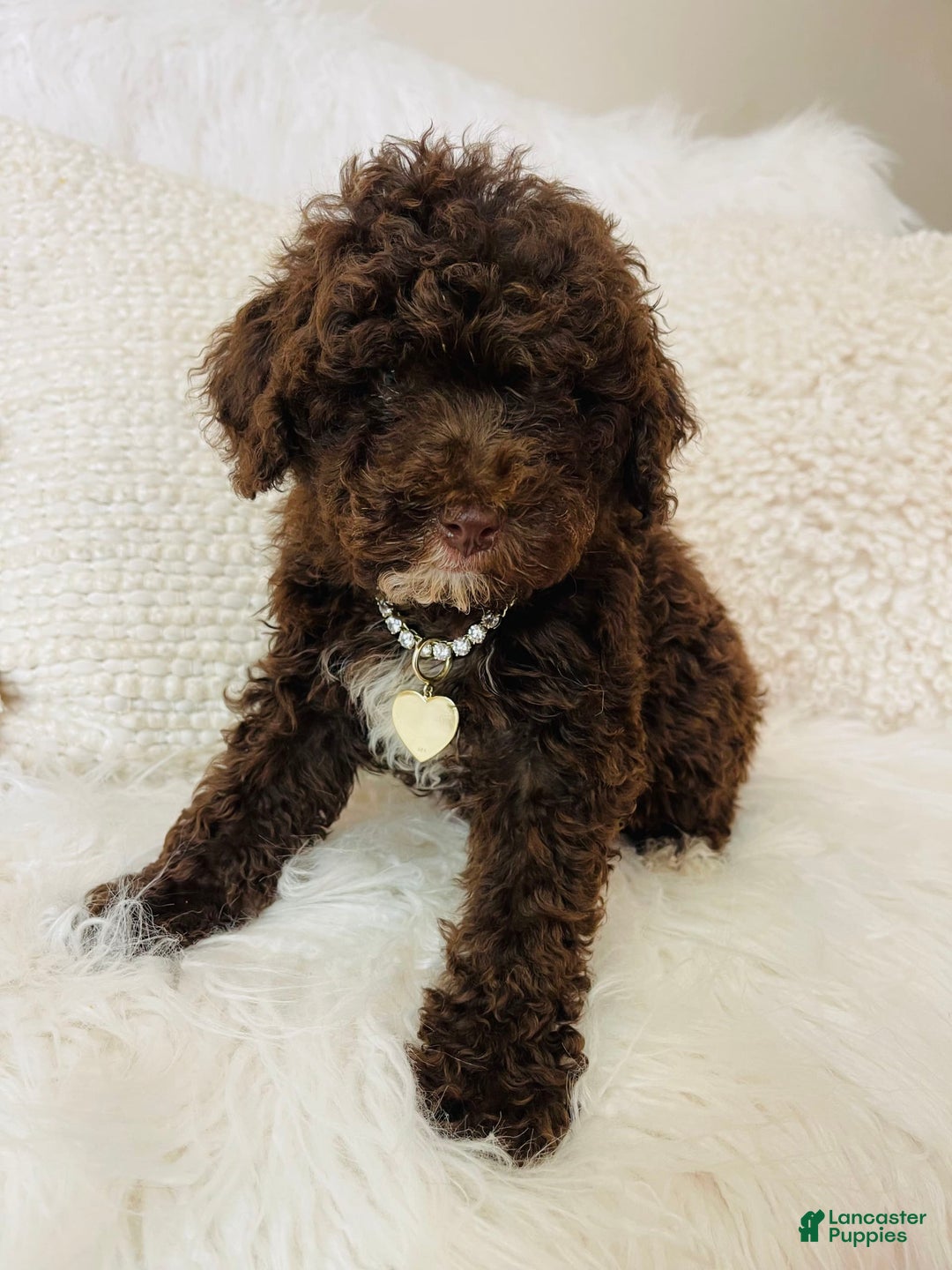 Mini Bernedoodle dogs for sale: Coco Bean - Image 8