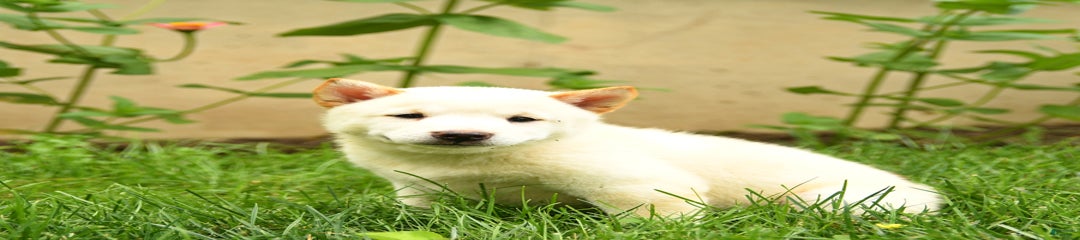 Petunia