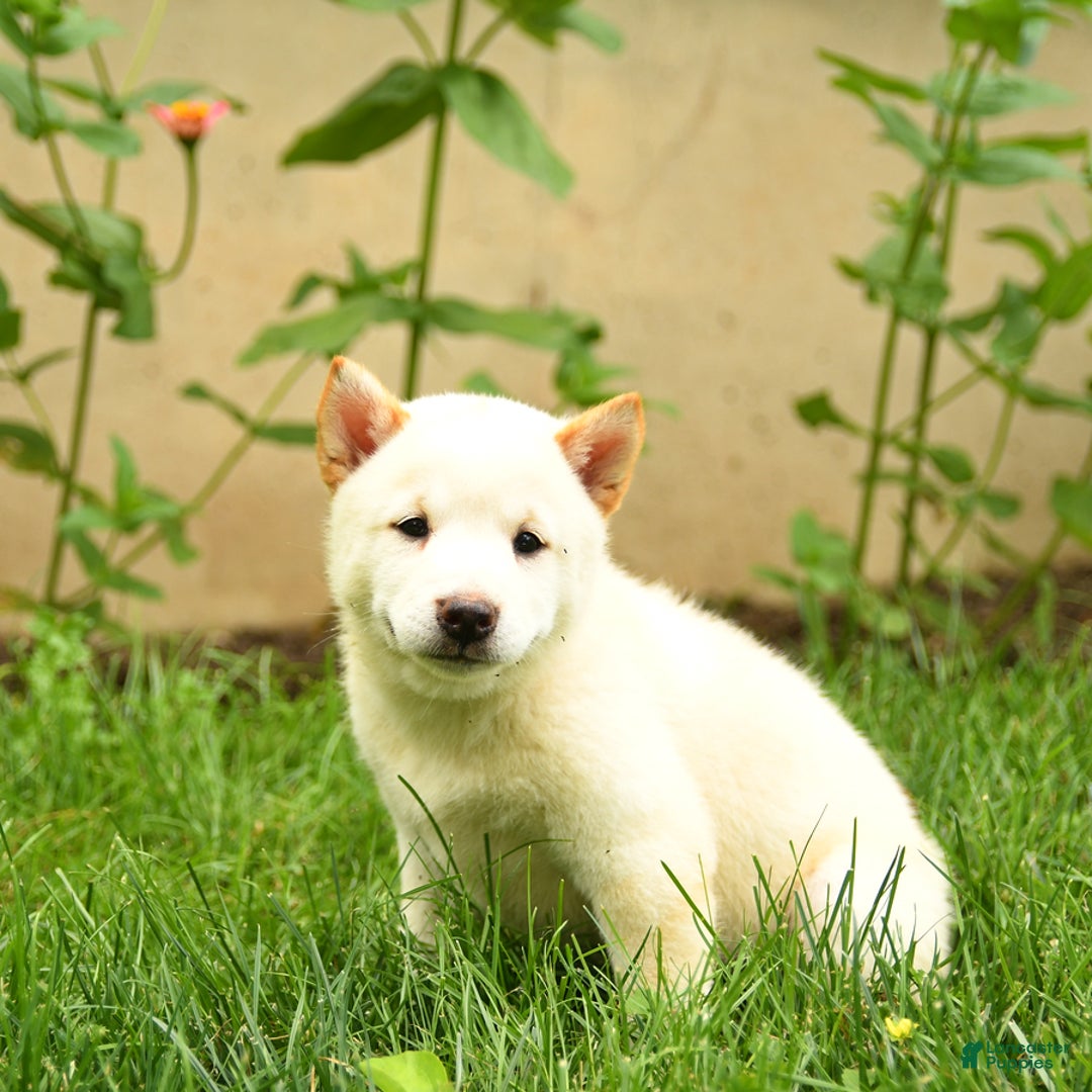 Shiba Inu dogs for sale: Petunia - Image 4
