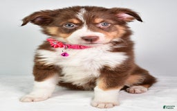 Australian Shepherd dogs for sale: Sadie - Image 3