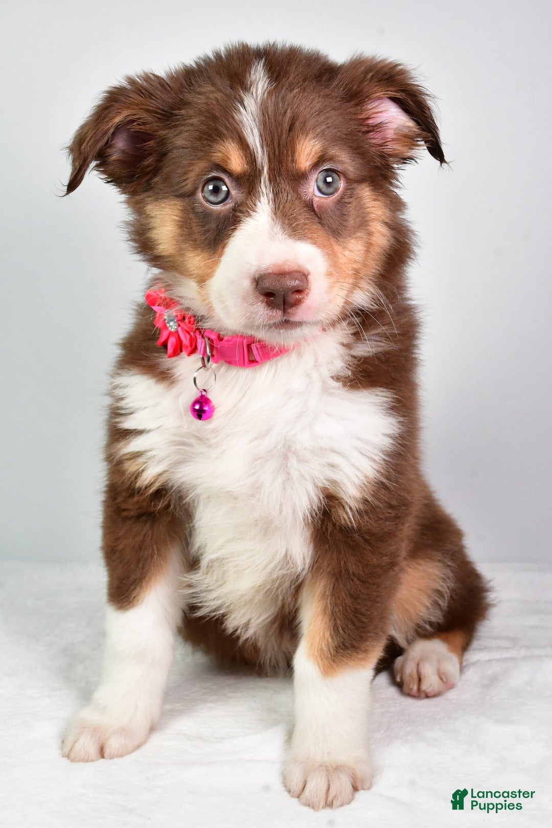 Australian Shepherd dogs for sale: Sadie - Image 3