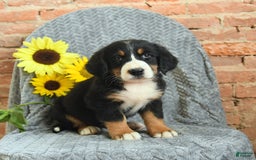 Greater Swiss Mountain Dog dogs for sale: Raven - Image 1