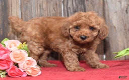 Miniature Poodle dogs for sale: Tessa - Image 13