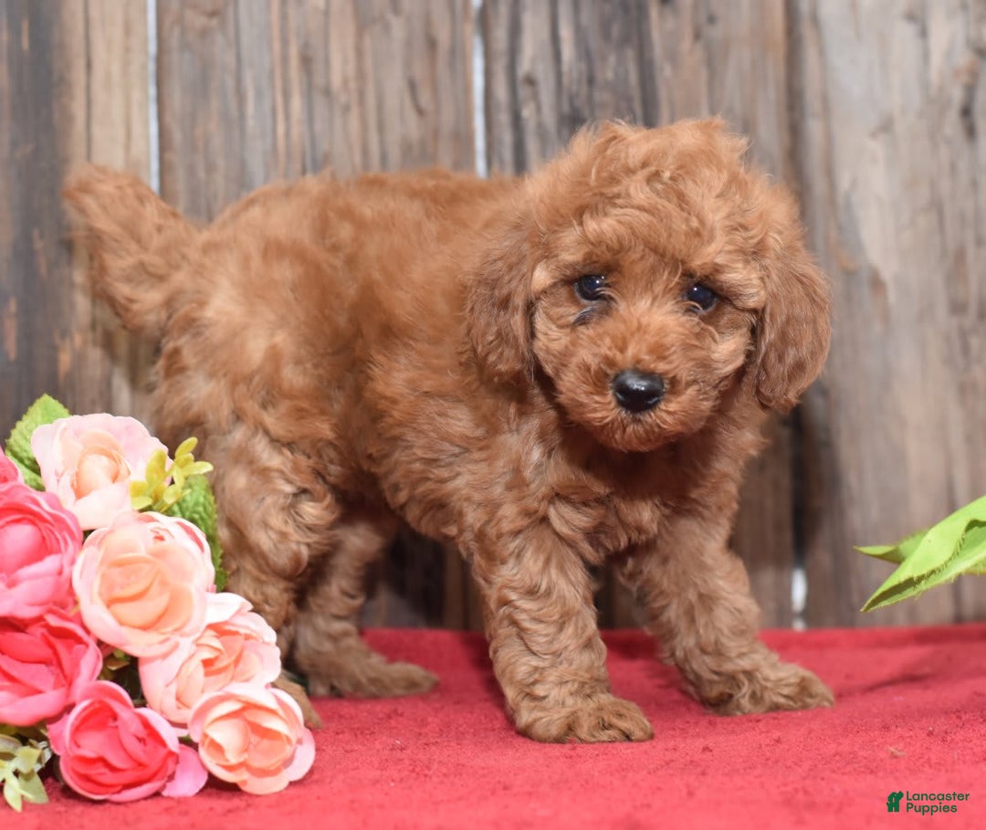 Miniature Poodle dogs for sale: Tessa - Image 13