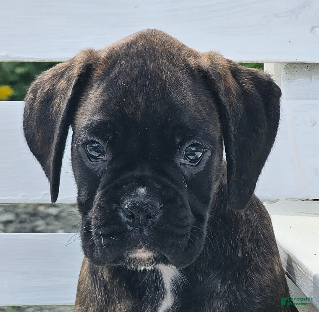 Boxer dogs for sale: Brady European Boxer health tested - Listing for pets: Beautiful European Health Tested Parents, Brady European Boxer health tested, Cream De Coco, Lilly European - Image 2